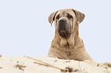 CANE CORSO 602